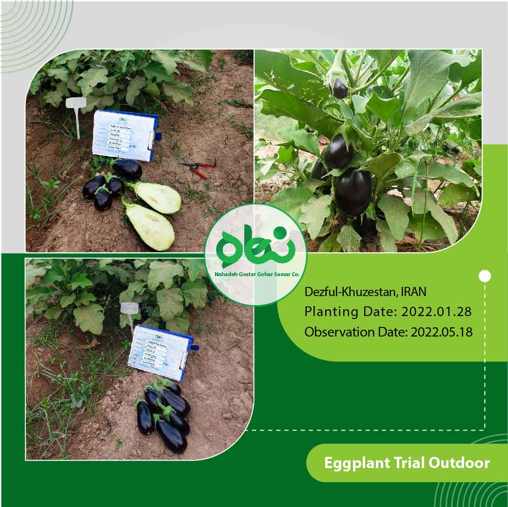 Eggplant Trial outdoor(1)